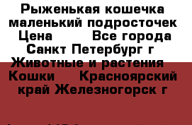 Рыженькая кошечка маленький подросточек › Цена ­ 10 - Все города, Санкт-Петербург г. Животные и растения » Кошки   . Красноярский край,Железногорск г.